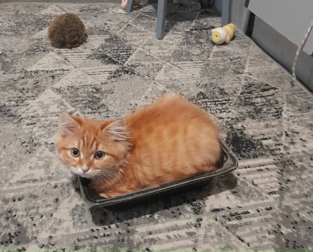 Первый раз испек сам хлеб, не судите строго 🫶