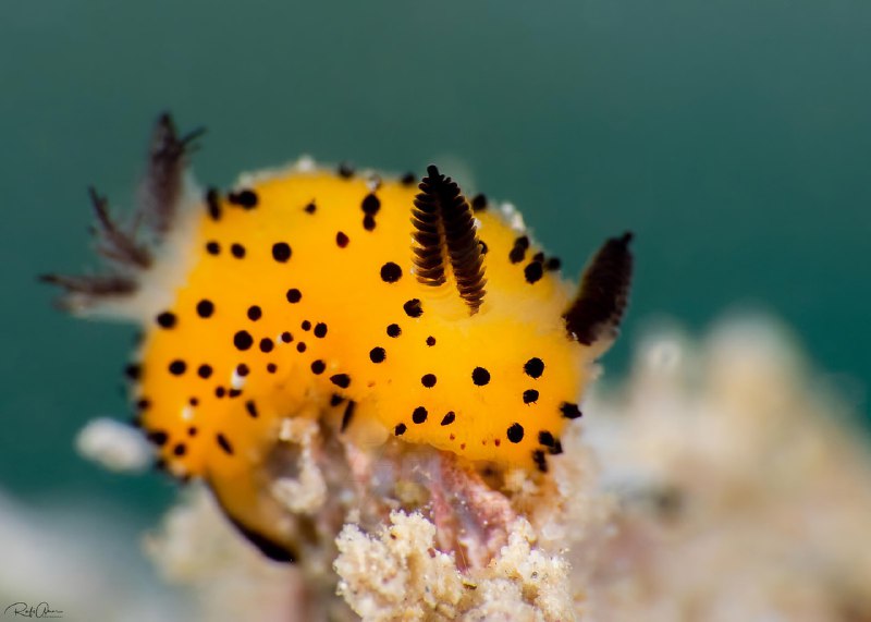 Перед вами морские кролики (Jorunna parva) — одни из самых милых моллюсков
Эти крошечные существа в