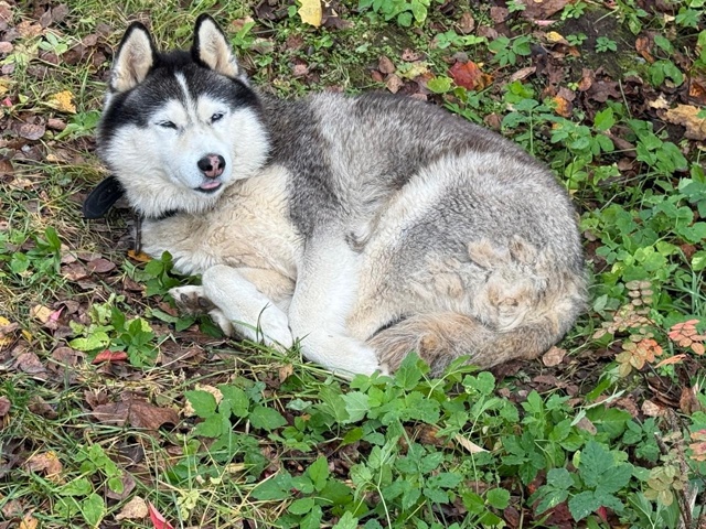 По деревне Константиново Рузского района Московской о...