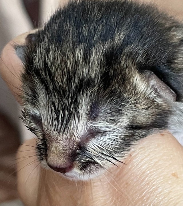 Добрый день! Может у кого есть кормящая кошка? Вчера бы?...