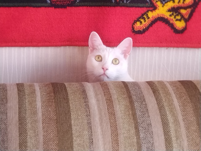 Привет от Симбы😺