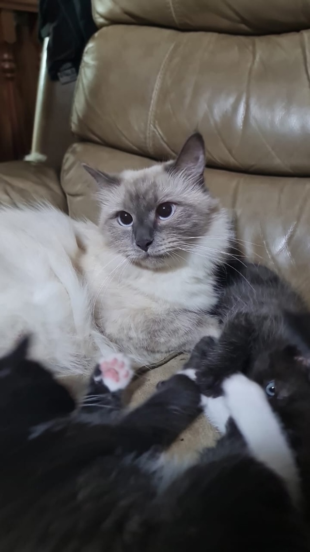 Котята в добрые руки в дар.