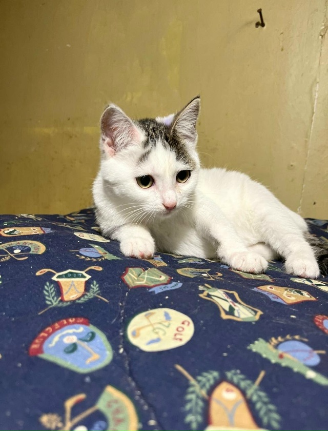 КОТЯТКАМ ищем ДОМ, самый лучший 🏡
Друзья, у нас целая ?...