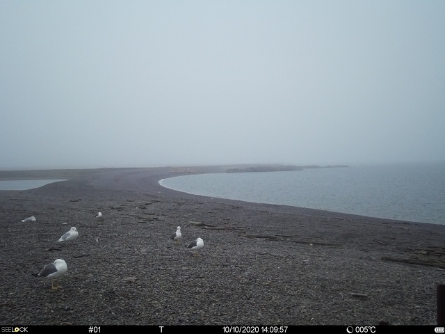 Сколько чаек насчитали?
Фото: Заповедник 