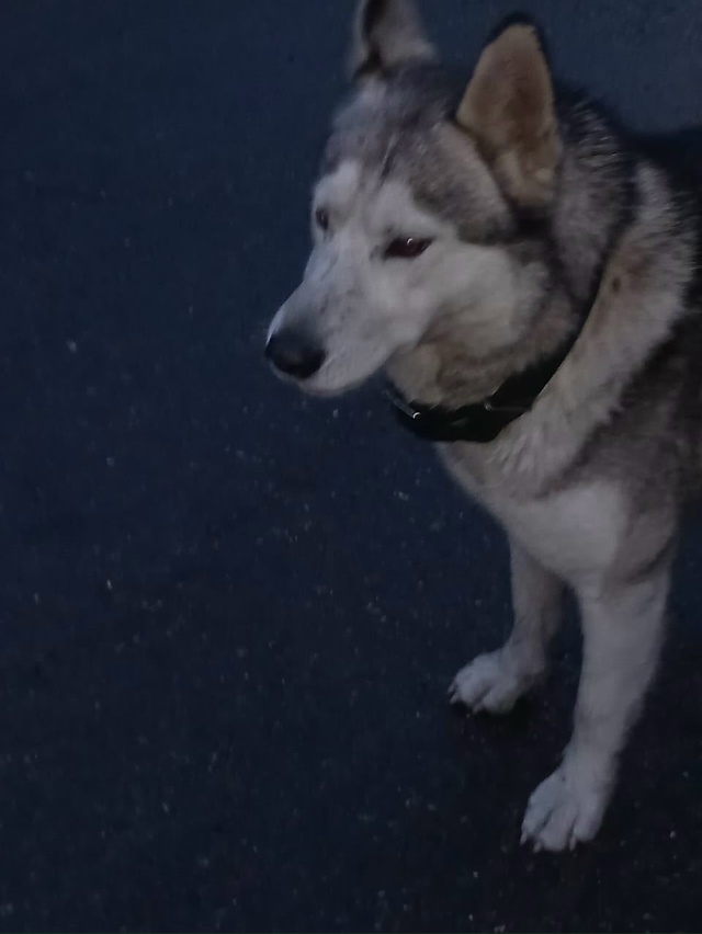 На заводе РТД третий день бегает кобель -потеряшка с бр...