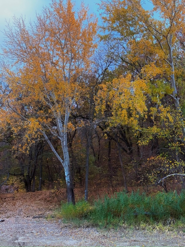 🍂🍁❤️