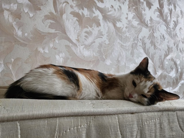 Отдам в добрые руки котят
Мы ищем ответственных и любя...