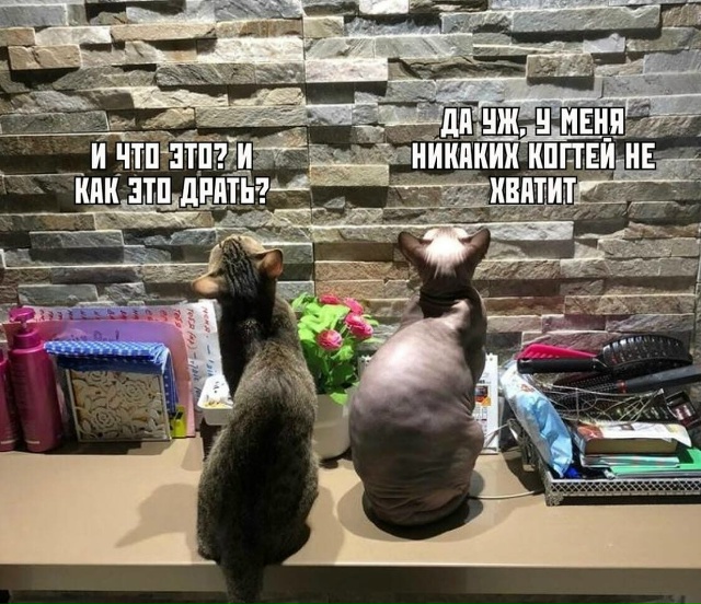 Коты в недоумении)))У котов вопрос!