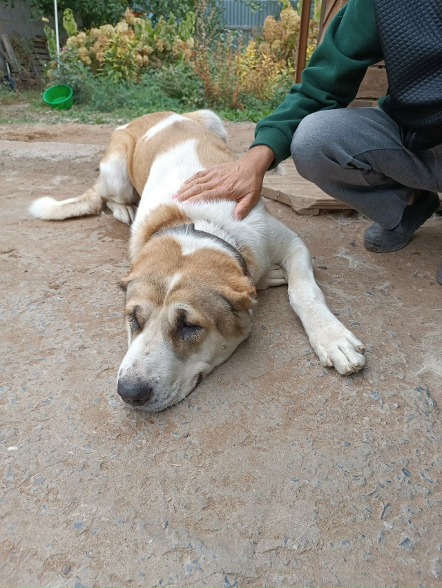 Собака нашла новый дом. Всем спасибо