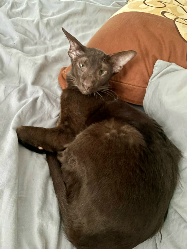 Ищем хозяина кошки. Порода ориентальная. Пока безрезул...