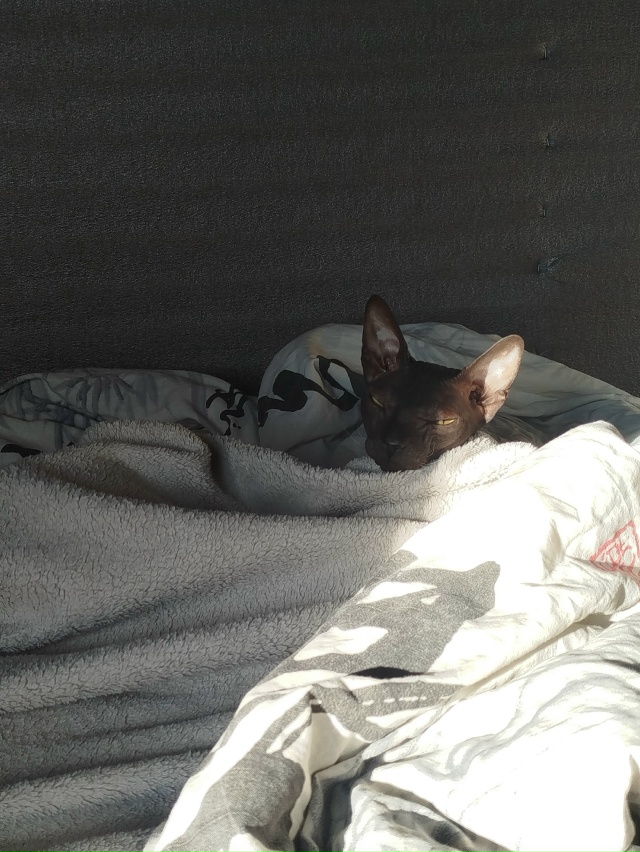 *ненавижу эти ваши утры*