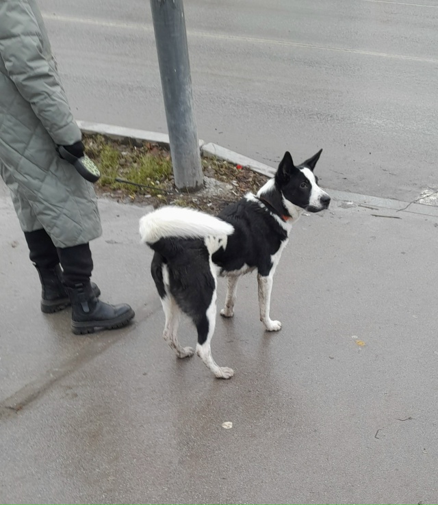 Вот такую картину наблюдал сегодня средь бела дня. Абс?...