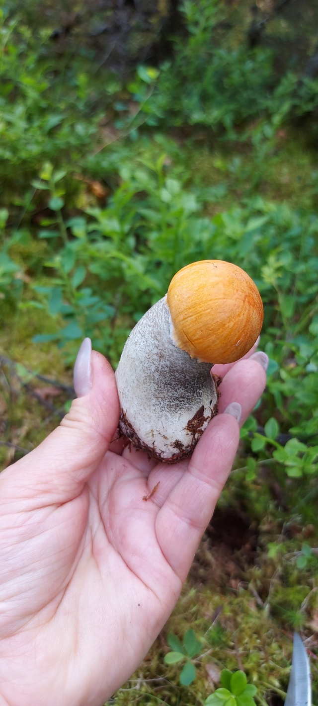 Тихая охота 2025?