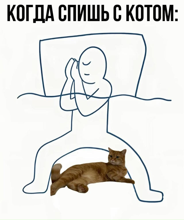 Трудно представить если будет два кота