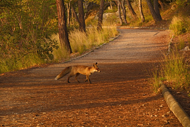 Лиса Патрикеевна делает променад по Солнечной Тропе , ?...