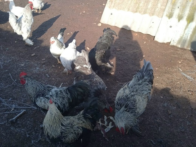 Продаются породистые петушки! Короли птичьего двора! Э...