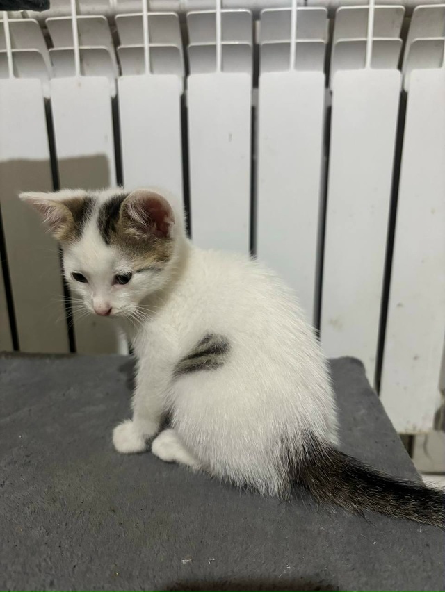 Отдам котят в добрые руки, приучены к лотку, домашние, в...