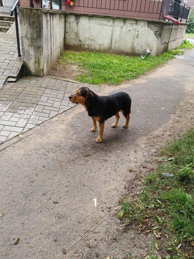 #ПотерялиНашлиПомогите
1 Чья собачка 🐕 потерялась, б?...