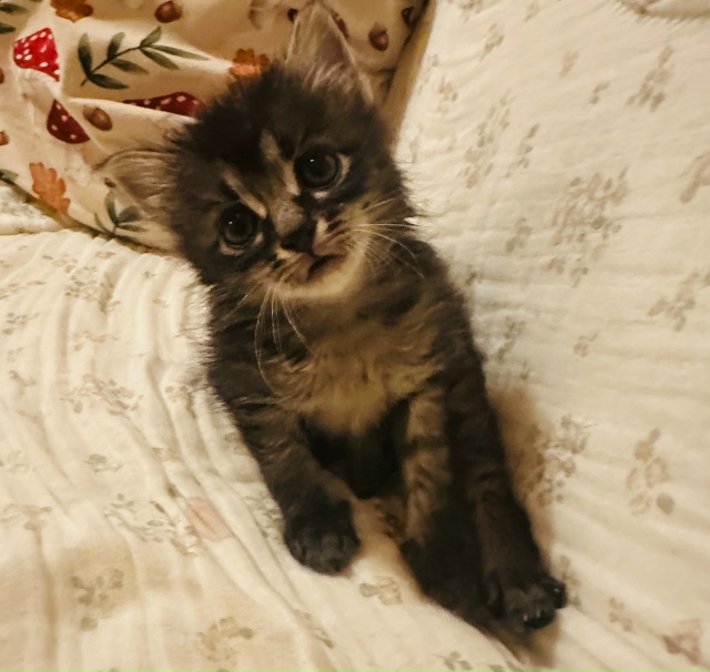 Маленький и чудесный котёнок ищет свои любящие руки. О?...