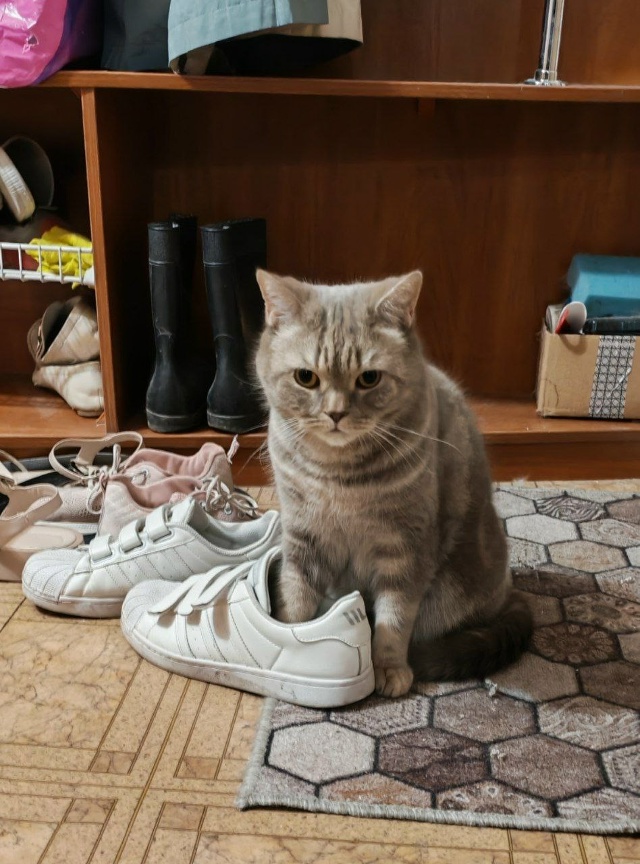 Кот в кроссовке