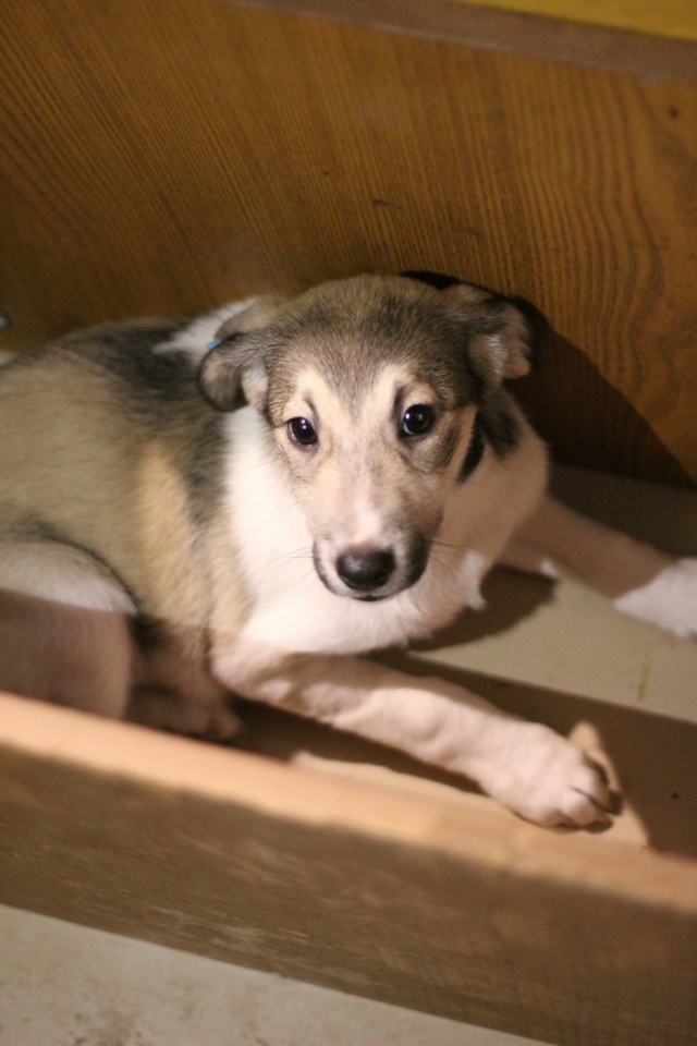 Вот такие звёздочки четверолапые Две сестрички Герда ...