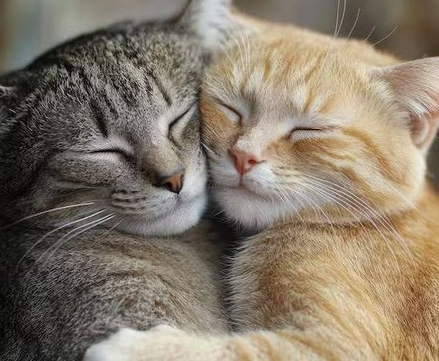 🤗 Пары, которые обнимаются хотя бы четыре раза в день, ...