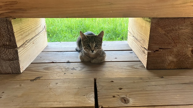 3 фотогеничных котенка-мальчика ищут дом 🏠 сейчас вре?...