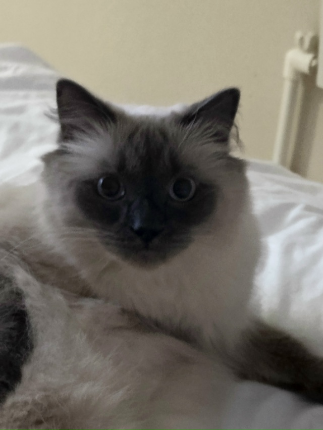 Добрый день! Потерялся кот, в районе атомграда, кто уви?...