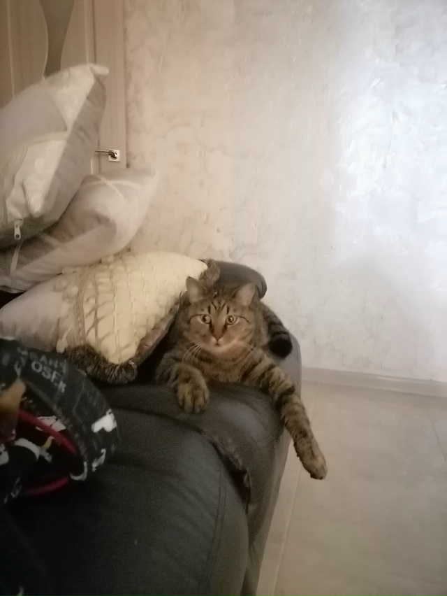 Пропал кот 27 ноября 2025. Заозерный, район Маяка. Кот кас?...