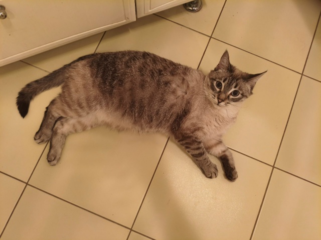 Жирнич Кузьма греет пузло на теплых полах