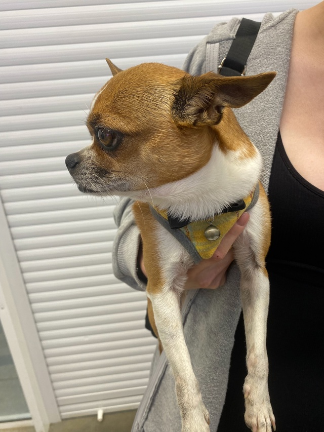 Нашла собаку у кенгуру, увязалась за мной, звонить 89639302...