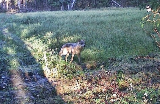 В Соликамске растет активность волков
В деревне Верх ?...