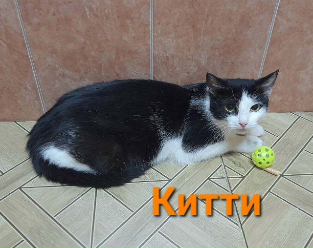 🐈 Молодая кошечка Китти в дар ✨️❗️ Китти– пусть ?...