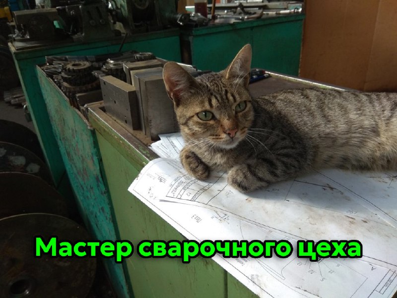 Сегодня отмечается День трудяги
Узнал себя?
