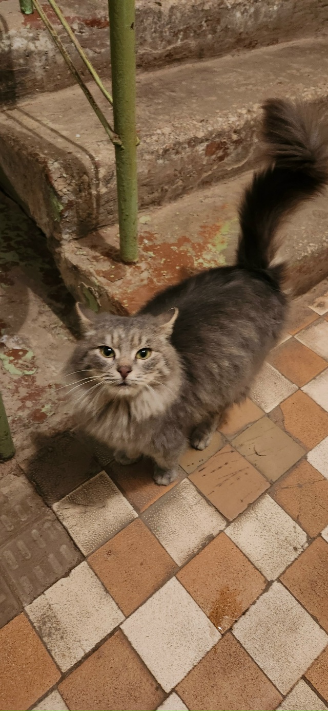 Чья потеряшка в центре?
Чистая, ухоженная и голодная