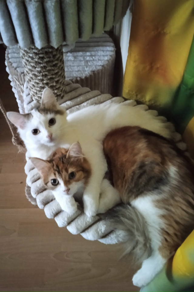 Симба и Хлоя.