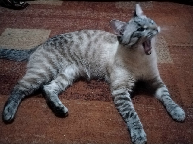 Котики не зевают - котики поют 🎶🐾🐾