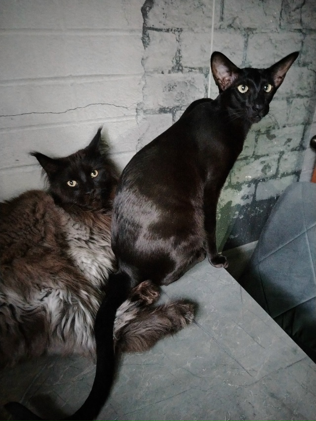 Лексус и Хаммер Ольговичи приветствуют всех 🤗🖤🖤