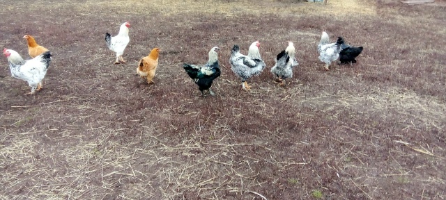 Продам молодых петушков,звонить на номер телефона 8922622...