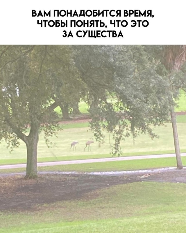 Это зрелище сломало мне зрение… и немного психику 😅