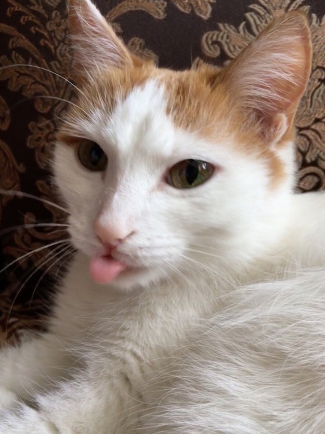 Доброе утро 😺