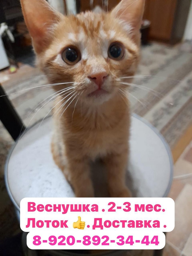 Киров . Калужской обл. Лиза 7-8 мес. СТЕРИЛИЗОВАНА и Весн?...