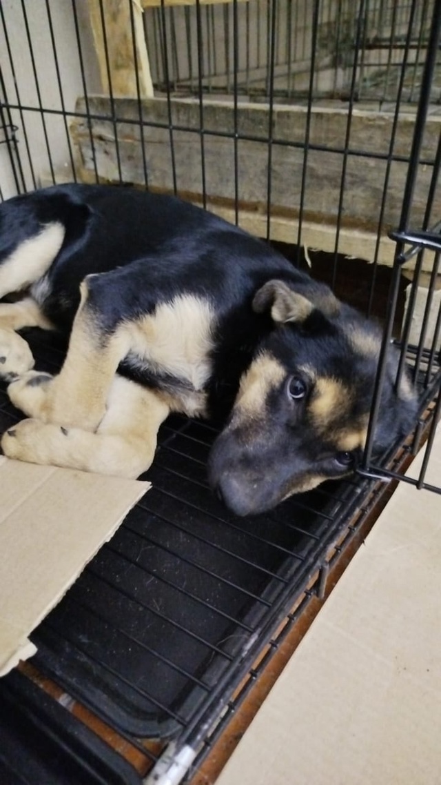 🐕❤️В поисках дома и любящих хозяев. Умная, игривая, п?...