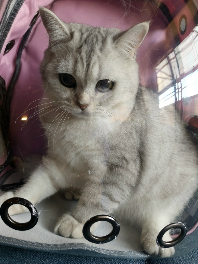 Джесси 7 месяцев.