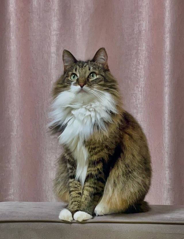 Потерялся домашний котик.
Зовут Сёма.
Котик взрослый, ...
