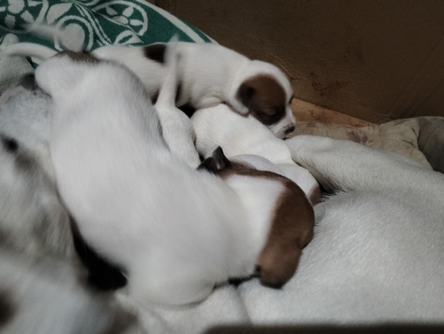 Пропала собака. Могла запрыгнуть в машину. Верните пож?...