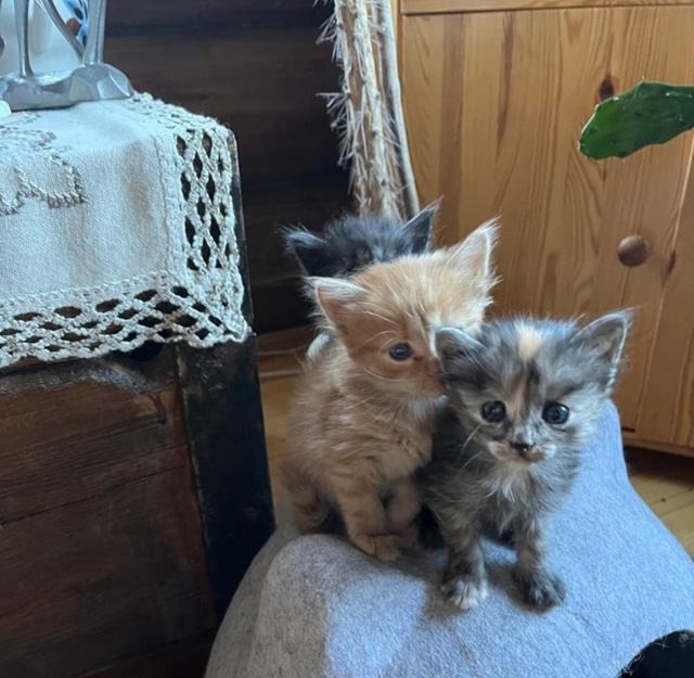 В нашей команде пополнение — ищем дом для трехцветных ...