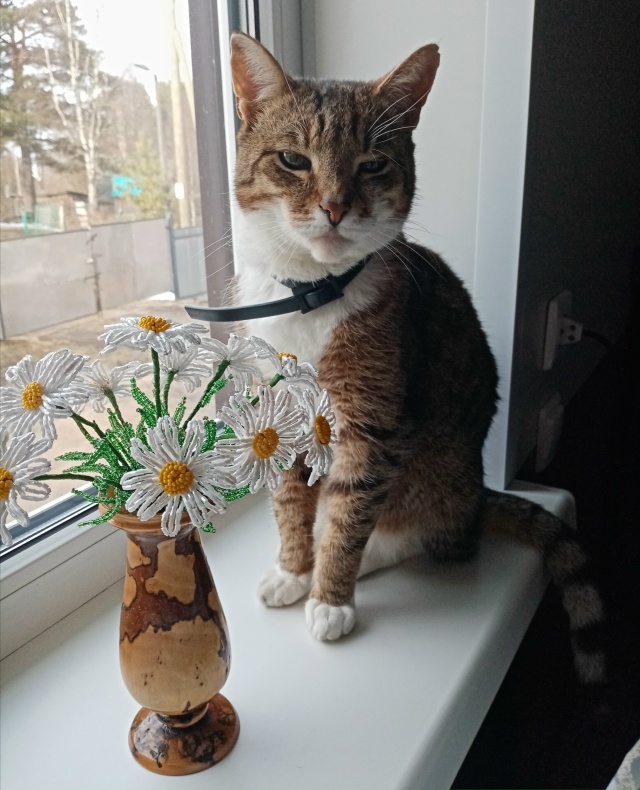 Ромашки от Ильюши😶