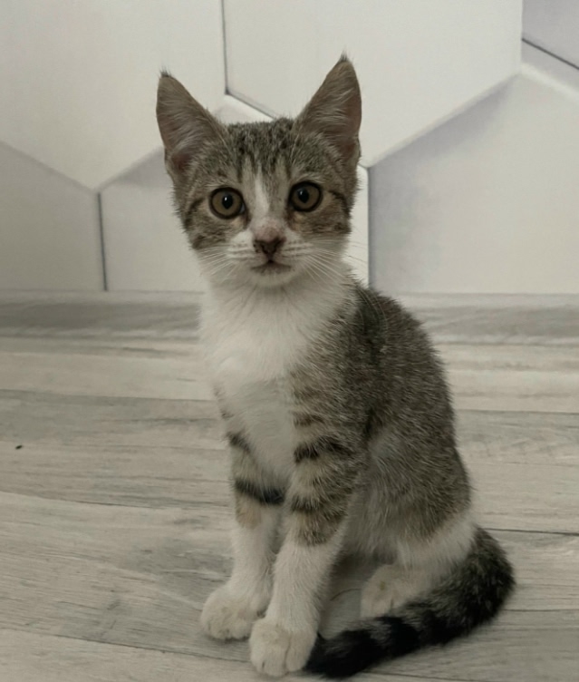 Два очаровательных котенка (стерелизованные девочки) ?...