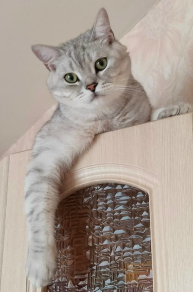 Кто видел слышал, пожалуйста хозяин ищет!!!